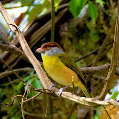 Rufous-Browed Peppershrike